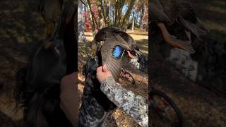 Duck Hunting A Browning Maxus 12 Gauge Shotgun [upl. by Brnaba]