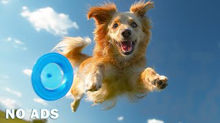 03 Hours Of Deep Sleep Dog Calming Music 🐶 Dog Music Reduce Separation Anxiety In Dogs At Home 🎵💖 [upl. by Downall649]