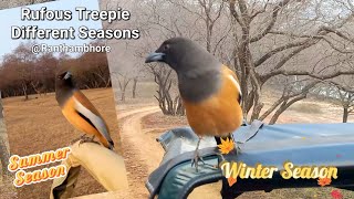 Best of Rufous Treepie in all Seasons  Great Singer from Crow Family ranthambore birdslover bird [upl. by Gabbert]