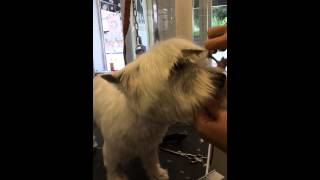 Westie pet Head dogs delight [upl. by Ariada]