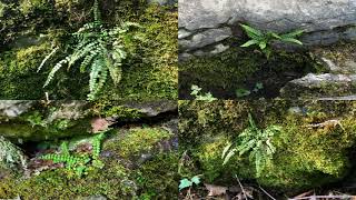 Nature Nearby Maidenhair Spleenwort [upl. by Harriet]