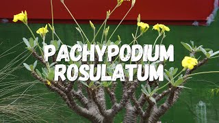 Pachypodium Rosulatum Um Guia Desta Planta [upl. by Jeconiah]