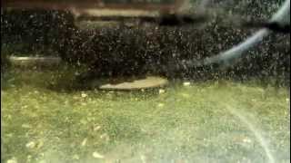 Designer clownfish larvae day 3 eating rotifers [upl. by Nwatna]