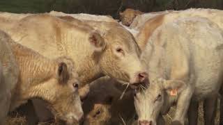 Raising Charolais Cattle [upl. by Brunhilde]