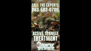 Active Subterranean Termite Treatment  Superior Spray Service [upl. by Gnort48]