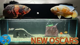 MustHave Tips for Your New Oscar Fish Tank [upl. by Ardnoid]