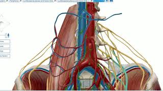 Femoral nerve [upl. by Anrat70]