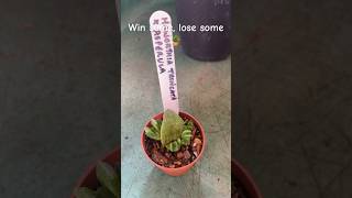 Haworthia cuttings plant succulant haworthia propagation indoorplants [upl. by Eedyah]