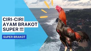 Ciri Ciri Ayam Brakot Super  Pembahasan tentang Super Brakot [upl. by Dlorrej]