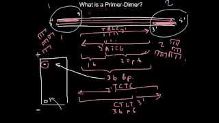 Primer design What is the primerdimer [upl. by Anisor]