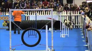 Sport News agility Springer Spaniel Emily in dog agility contest South Africa [upl. by Orravan]