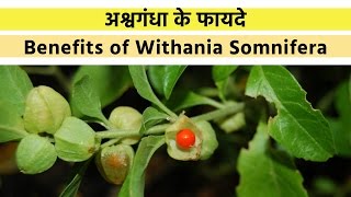 अश्वगंधा के फायदे  Benefits of Withania Somnifera Ashwagandha In Hindi [upl. by Lebazej761]