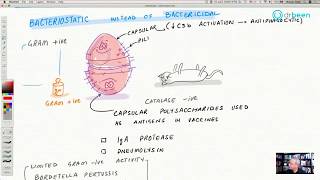 Macrolides  Azithromycin [upl. by Haldas]