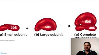 Prokaryotic Cell Ribosomes [upl. by Llednor785]