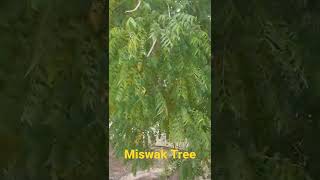 SALVADORA PERSICA TREE OR MISWAK in SAUDI [upl. by Letnom]