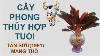 CÂY PHONG THỦY HỢP TUỔI TÂN SỬU – 1961  MỆNH THỔ [upl. by Shelia]