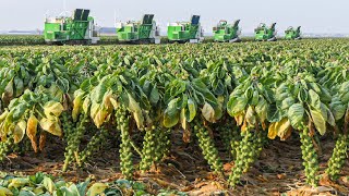 How Million Tons of Tiny Cabbage Farming and Harvesting  Brussel Sprout Cultivation Technique [upl. by Ranjiv520]