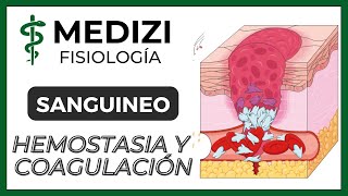 Clase 36 Fisiología Sanguínea  Hemostasia y coagulación Plaquetas IGdoctorpaiva [upl. by Shay]