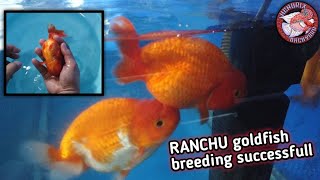 How i breed my RANCHU goldfish  Successfull Hand breeding that produce thousands of fry eng sub [upl. by Ebner]