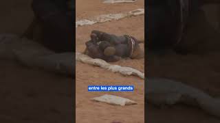 La mort de Gaston Mbengue figure de la lutte sénégalaise [upl. by Aklam]