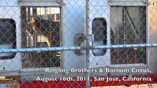 Ringling Brothers amp Barnum Circus Beats amp Abuses Animals [upl. by Manella]