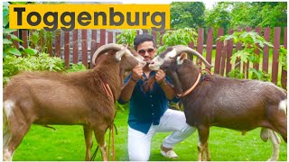 Swiss Toggenburg Goats at Exotic Goat Farm Padgha [upl. by Calla]