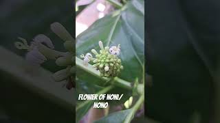 Flower of Morinda citrifolia  Noni nono painkiller fruit flower nature garden [upl. by Kremer]