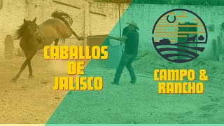 CABALLOS DE JALISCO [upl. by Anh]