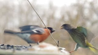 Bullfinch vs Greenfinch  Снегирь vs Зеленушка [upl. by Kabob]