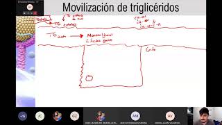 Metabolismo de Lípidos  Movilización de Lípidos y Regulación de la Biosíntesis de Ácidos Grasos [upl. by Highams605]