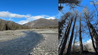 BIGGEST Trees in the Yukon Alder Creek Kluane Region Yukon [upl. by Jocelin684]