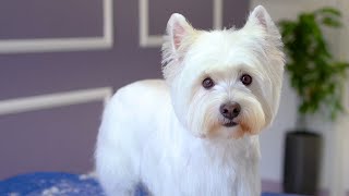 WEST HIGHLAND WHITE TERRIER GROOMING ✂️🐶❤️ with hand stripping [upl. by Torbart]