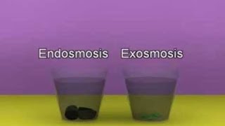 071 Endosmosis and exosmosis [upl. by Southard]