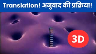 Translation 3D Animation In Hindi  अनुवाद की प्रक्रिया  Class 12 Biology  sciencevigyan [upl. by Neidhardt]