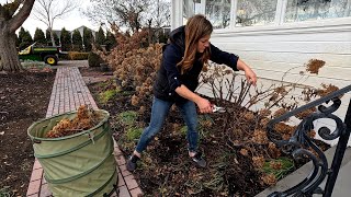 Pruning Panicle amp Smooth Hydrangeas  Pink Mink Clematis ✂️✂️✂️  Garden Answer [upl. by Jochbed]