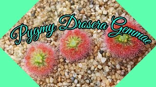 Planting 3 Types Of Pygmy Drosera Gemmae [upl. by Auhesoj]