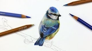 How To Draw A Blue Tit using Coloured Pencil  Drawing Tutorial [upl. by Ardna]