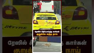 ரேஸில் சீறிப்பாய்ந்த கார்கள் குறுக்கே வந்த நாய்  Formula 4 Race in Chennai [upl. by Liesa]