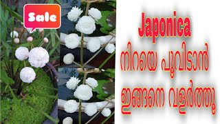 Japonica plant care malayalamPlant storieswater plants Malayalam Japonica propagation planting [upl. by Eiramenna]