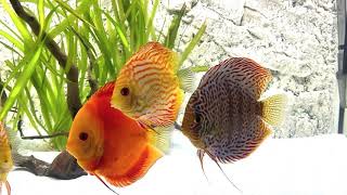 Discus in juwel rio 350l [upl. by Ybrad]