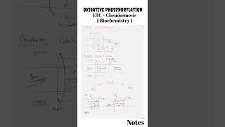 Oxidative Phosphorylation  Oxidative Phosphorylation biochemistry biochemistry csirnet [upl. by Lizned411]