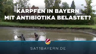 Karpfen in Bayern Fische nicht mit Antibiotika belastet [upl. by Xavier164]