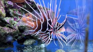 Pterois Radiata wwwandaluciamarinaes [upl. by Alleen820]