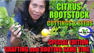 GROWING CITRUS SEEDS AND GRAFTING ROOTSTOCK  GRAFTING and ROOTING SIMULTANEOUSLY [upl. by Aholla524]