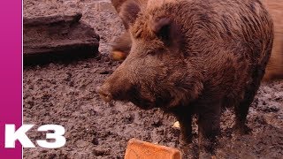 De wereld van K3 Dieren  Everzwijn [upl. by Randi]