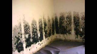 Mold Remediation Contractor NJ  Licensed  Insured  Certified Mold Remediation Contractor in NJ [upl. by Edythe632]