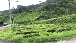 Cameron highland BOH tea garden [upl. by Peadar]