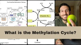 The Methylation Cycle Simplified [upl. by Enylhsa699]