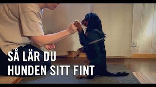 Så lär du hunden Sitt fint [upl. by Maddocks571]