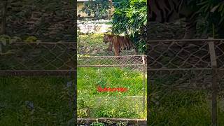 Tiger voice  tiger ki awaz [upl. by Elbart]